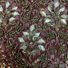 Raw silk jamawar and printed zari organza miray